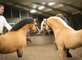 Welsh-A, Étalon, 4 Ans, 122 cm, Buckskin