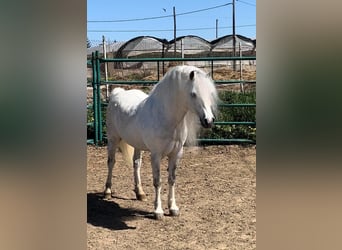 Welsh-A, Étalon, 5 Ans, 110 cm, Gris