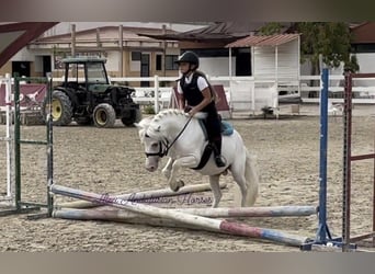 Welsh-A, Étalon, 5 Ans, 115 cm, Gris