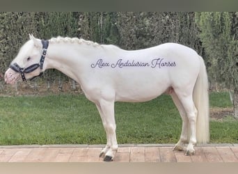 Welsh-A, Étalon, 5 Ans, 115 cm, Gris