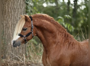 Welsh-A, Étalon, 6 Ans, 117 cm, Alezan