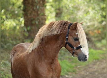 Welsh-A, Étalon, 6 Ans, 117 cm, Alezan