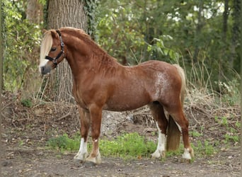 Welsh-A, Étalon, 6 Ans, 117 cm, Alezan