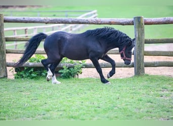 Welsh-A, Étalon, 7 Ans, 115 cm, Noir