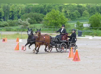 Welsh-A, Étalon, 7 Ans, 122 cm, Gris