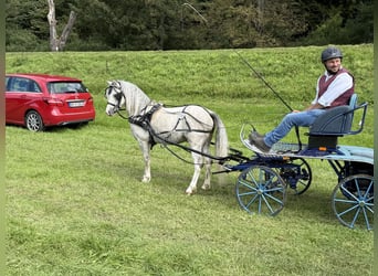 Welsh-A, Étalon, 5 Ans, 120 cm, Gris