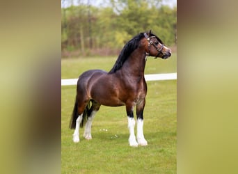 Welsh-A, Étalon, Poulain (04/2026), 119 cm, Gris