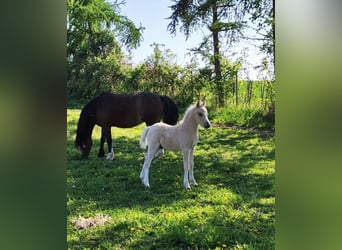 Welsh-A, Étalon, Poulain (03/2025), 125 cm, Cremello