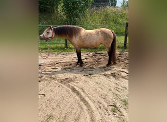 Welsh-A, Giumenta, 10 Anni, 115 cm, Pelle di daino