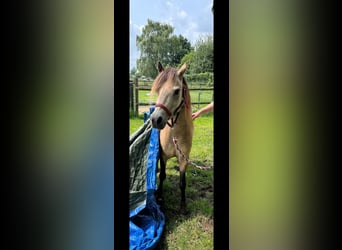 Welsh-A, Giumenta, 10 Anni, 115 cm, Pelle di daino