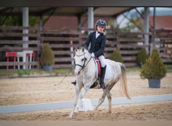 Welsh-A, Giumenta, 10 Anni, 135 cm, Grigio