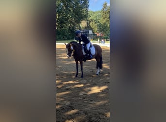 Welsh-A, Giumenta, 11 Anni, 120 cm, Baio