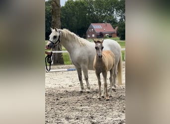 Welsh-A, Giumenta, 13 Anni, 116 cm, Grigio