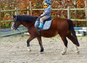 Welsh-A, Giumenta, 13 Anni, 118 cm, Baio