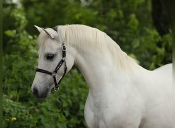 Welsh-A, Giumenta, 13 Anni, 124 cm, Grigio