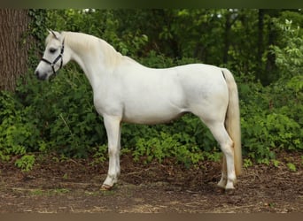 Welsh-A, Giumenta, 13 Anni, 124 cm, Grigio