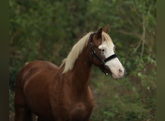 Welsh-A, Giumenta, 13 Anni, 125 cm, Sauro