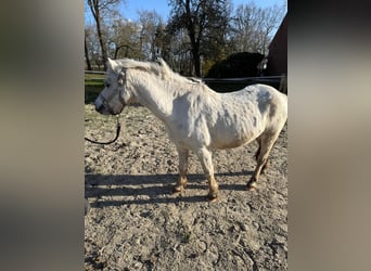 Welsh-A, Giumenta, 14 Anni, 119 cm, Grigio