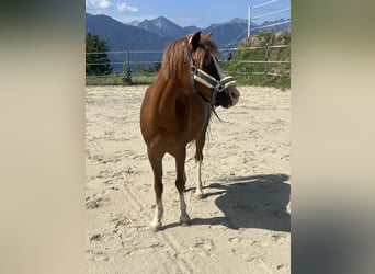 Welsh-A, Giumenta, 14 Anni, 125 cm, Sauro