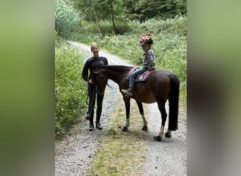 Welsh-A, Giumenta, 15 Anni, 118 cm, Baio