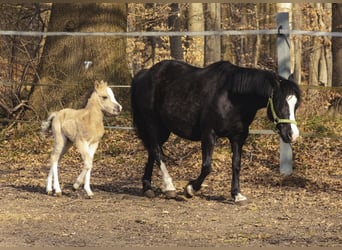 Welsh-A, Giumenta, 15 Anni, 120 cm, Morello