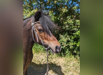 Welsh-A, Giumenta, 17 Anni, 120 cm, Sauro