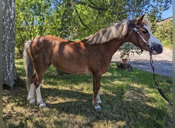 Welsh-A, Giumenta, 17 Anni, 120 cm, Sauro