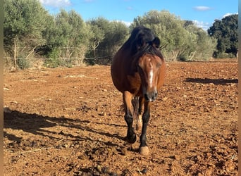 Welsh-A, Giumenta, 17 Anni, 125 cm, Baio