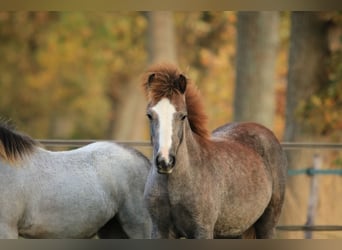 Welsh-A, Giumenta, 1 Anno, 120 cm, Grigio