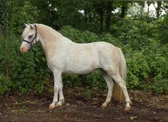 Welsh-A, Giumenta, 2 Anni, 119 cm, Sabino