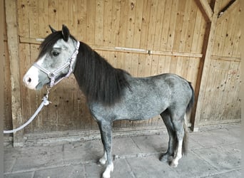 Welsh-A, Giumenta, 2 Anni, 125 cm, Grigio