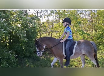 Welsh-A, Giumenta, 3 Anni, 115 cm, Grigio
