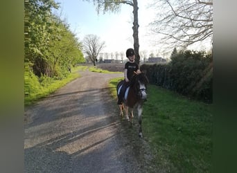 Welsh-A, Giumenta, 3 Anni, 115 cm, Grigio