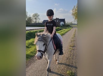 Welsh-A, Giumenta, 3 Anni, 115 cm, Grigio
