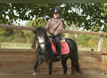 Welsh-A, Giumenta, 3 Anni, 117 cm, Leardo