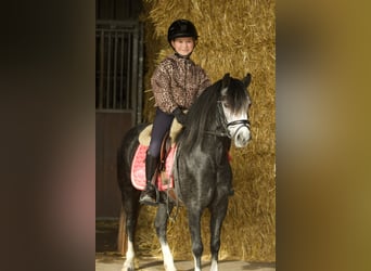 Welsh-A, Giumenta, 3 Anni, 117 cm, Leardo