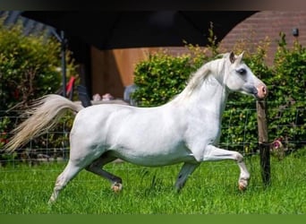 Welsh-A, Giumenta, 3 Anni, 117 cm, Sauro