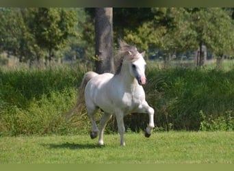 Welsh-A, Giumenta, 3 Anni, 117 cm, Sauro
