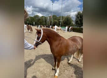 Welsh-A, Giumenta, 3 Anni, 117 cm, Sauro ciliegia