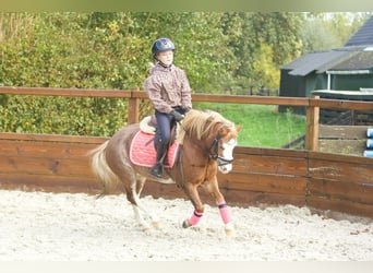 Welsh-A, Giumenta, 3 Anni, 117 cm, Sauro ciliegia
