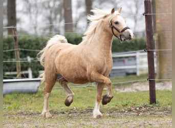 Welsh-A, Giumenta, 3 Anni, 118 cm, Palomino