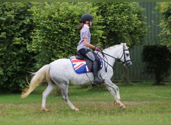 Welsh-A, Giumenta, 3 Anni, 120 cm, Grigio pezzato