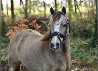 Welsh-A, Giumenta, 4 Anni, 115 cm, Falbo