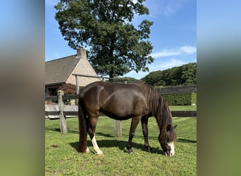 Welsh-A, Giumenta, 4 Anni, 118 cm, Baio nero