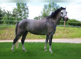 Welsh-A, Giumenta, 4 Anni, 119 cm, Grigio