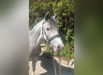 Welsh-A, Giumenta, 4 Anni, 119 cm, Grigio