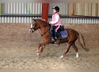 Welsh-A, Giumenta, 4 Anni, 121 cm, Sauro scuro