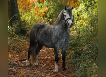 Welsh-A, Giumenta, 4 Anni, 122 cm, Grigio