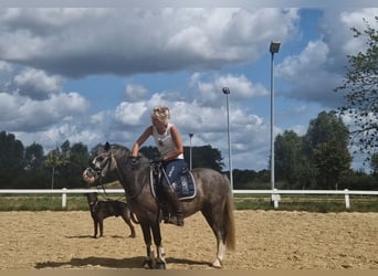 Welsh-A, Giumenta, 4 Anni, 123 cm, Grigio