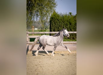 Welsh-A, Giumenta, 4 Anni, 123 cm, Leardo